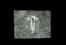 Fossilised 429-mln-year-old eye mirrors modern insect vision The trilobite Aulacopleura kionickii (Barrande, 1846), size: c 1cm. Credit: Brigitte Schoenemann.