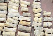 Fossils reveal diversity of animal life roaming Europe 2 million years ago Fossil deer toe bones