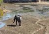 Herbivores, Not Predators, Most At Risk of Extinction An African Elephant walks through the drying streambed of Chitake Springs as the drought season descends on Mana Pools National Park in Zimbabwe Photo credit: Trisha Atwood.