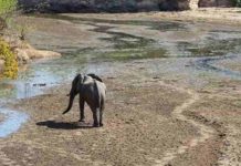 Herbivores, Not Predators, Most At Risk of Extinction An African Elephant walks through the drying streambed of Chitake Springs as the drought season descends on Mana Pools National Park in Zimbabwe Photo credit: Trisha Atwood.
