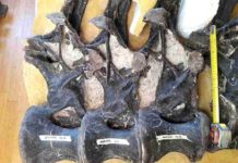 How dinosaur research can help medicine Vertebrae from the torso of the long-necked dinosaur "Arapahoe"