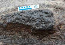 Ichthyosaur’s last meal is evidence of Triassic megapredation Closeup of the stomach area of a fossil ichthyosaur, Guizhouichthyosaurus, showing part of the body of another large marine reptile. The ichthyosaur had swallowed its prey shortly before it died and was fossilized. This is the oldest known direct evidence of megapredation, or a large animal eating another large animal. (Da-Yong Jiang, et al.)