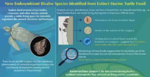 Scientists identified a new ichnospecies from the shell of an extinct marine turtle fossil, the first known species coexisting on living marine vertebrates