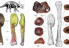 Malignant cancer diagnosed in a dinosaur for the first time Malignant cancer diagnosed in a dinosaur for the first time