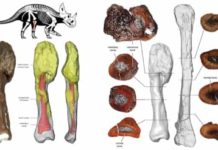 Malignant cancer diagnosed in a dinosaur for the first time Malignant cancer diagnosed in a dinosaur for the first time
