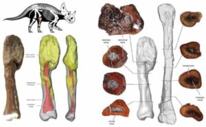 Malignant cancer diagnosed in a dinosaur for the first time