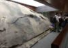 Massive, well-preserved reptile found in the belly of a prehistoric marine carnivore The ichthyosaur specimen with its stomach contents visible as a block that extrudes from its body. Credit: Ryosuke Motani