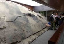 Massive, well-preserved reptile found in the belly of a prehistoric marine carnivore The ichthyosaur specimen with its stomach contents visible as a block that extrudes from its body. Credit: Ryosuke Motani