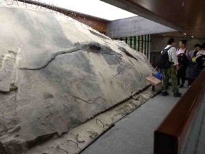 The ichthyosaur specimen with its stomach contents visible as a block that extrudes from its body. Credit: Ryosuke Motani