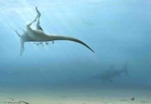 New species of dinosaur discovered on Isle of Wight Artists impression of the dinosaur's final moments. Credit: Trudie Wilson