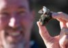 Pumice arrives delivering ‘vitamin boost’ to the reef Professor Scott Bryan recovering pumice. Credit: QUT