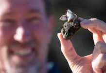 Pumice arrives delivering ‘vitamin boost’ to the reef Professor Scott Bryan recovering pumice. Credit: QUT