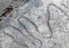 Traces of ancient life tell story of early diversity in marine ecosystems A fossilized meandering grazing trail from the Cambrian era. Credit: Luis Buatois