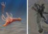 A Bizarre Half Billion-Year Old Worm with Tentacles Solves Evolutionary Mystery The fossil on the right is a complete specimen of Gyaltsenglossus senis (ROMIP 65606.1) showing full length of the proboscis with the six feeding arms at the top. Illustration by Emily S. Damstra. Both images © Royal Ontario Museum