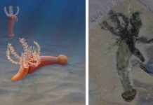 A Bizarre Half Billion-Year Old Worm with Tentacles Solves Evolutionary Mystery The fossil on the right is a complete specimen of Gyaltsenglossus senis (ROMIP 65606.1) showing full length of the proboscis with the six feeding arms at the top. Illustration by Emily S. Damstra. Both images © Royal Ontario Museum