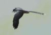Bird beak revealed by laser imaging informs early beak function and development Life reconstruction of the fossil bird Confuciusornis, one of the first beaked birds. Confuciusornis was roughly the size of a crow. It is known from hundreds of beautifully-preserved fossils, found in Early Cretaceous rocks from northeastern China. Credit: Gabriel Ugueto