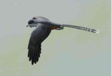 Bird beak revealed by laser imaging informs early beak function and development Life reconstruction of the fossil bird Confuciusornis, one of the first beaked birds. Confuciusornis was roughly the size of a crow. It is known from hundreds of beautifully-preserved fossils, found in Early Cretaceous rocks from northeastern China. Credit: Gabriel Ugueto