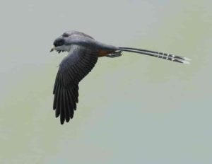 Life reconstruction of the fossil bird Confuciusornis, one of the first beaked birds. Confuciusornis was roughly the size of a crow. It is known from hundreds of beautifully-preserved fossils, found in Early Cretaceous rocks from northeastern China. Credit: Gabriel Ugueto
