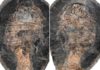 Coming up for air: Extinct sea scorpions could breathe out of water, fossil detective unveils Eurypterid specimen image: Images of the eurypterid specimen fossil that led to Lamsdell’s discovery. Credit: Melanie Hopkins Photo