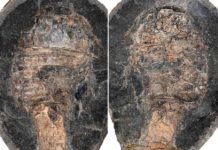 Coming up for air: Extinct sea scorpions could breathe out of water, fossil detective unveils Eurypterid specimen image: Images of the eurypterid specimen fossil that led to Lamsdell’s discovery. Credit: Melanie Hopkins Photo