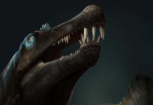 Dino teeth research prove giant predatory dinosaur lived in water Artist’s impression of Spinosaurus. Credit: Davide Bonadonna