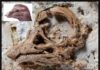 First 3D look at an embryonic sauropod dinosaur reveals unexpected facial features The Titanosaurian embryo skull along with a skull and head reconstruction. Credit: Kundrat et al. /Current Biology