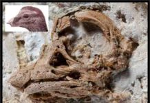 First 3D look at an embryonic sauropod dinosaur reveals unexpected facial features The Titanosaurian embryo skull along with a skull and head reconstruction. Credit: Kundrat et al. /Current Biology