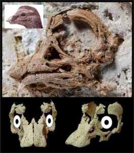 The Titanosaurian embryo skull along with a skull and head reconstruction. Credit: Kundrat et al. /Current Biology