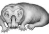 Fossil evidence of ‘hibernation-like’ state in 250-million-year-old Antarctic animal Life restoration of Lystrosaurus in a state of torpor. Credit: Crystal ShinLife restoration of Lystrosaurus in a state of torpor. Credit: Crystal Shin