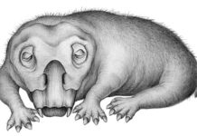 Fossil evidence of ‘hibernation-like’ state in 250-million-year-old Antarctic animal Life restoration of Lystrosaurus in a state of torpor. Credit: Crystal ShinLife restoration of Lystrosaurus in a state of torpor. Credit: Crystal Shin
