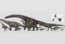 How to weigh a dinosaur The largest and the smallest: dinosaurs reached an amazing range in size through the Mesozoic Era. Credit: Vitor Silva