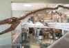 Jaws of death: Paleontologist renames giant, prehistoric marine lizard A skeletal mount of the mosasaur 'Gnathomortis stadtmani' at BYU’s Eyring Science Center. USU Eastern paleontologist Josh Lively named the giant marine lizard that roamed the oceans of North America toward the end of the Age of Dinosaurs. Courtesy BYU.