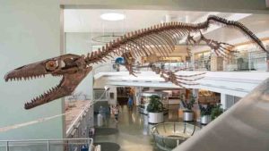 A skeletal mount of the mosasaur 'Gnathomortis stadtmani' at BYU’s Eyring Science Center. USU Eastern paleontologist Josh Lively named the giant marine lizard that roamed the oceans of North America toward the end of the Age of Dinosaurs. Courtesy BYU.