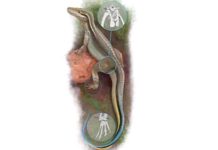 Modelling of ancient fossil movement reveals step in the evolution of posture in dinosaur and crocodile ancestors Life reconstruction of Euparkeria highlighting the body parts investigated in this study. Credit: Oliver Demuth