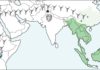 New fossil ape discovered in India Map illustrating the location of Kapi (black star) relative to modern (dark green) and historical (light green) populations of lesser apes and the approximate distribution of early fossil apes in East Africa (blue triangles). Green triangles mark the location of previously discovered fossil gibbons. The new fossil is millions of years older than any previously known fossil gibbon and highlights their migration from Africa to Asia. Credit: Luci Betti-Nash.