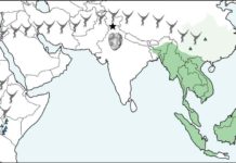 Map illustrating the location of Kapi (black star) relative to modern (dark green) and historical (light green) populations of lesser apes and the approximate distribution of early fossil apes in East Africa (blue triangles). Green triangles mark the location of previously discovered fossil gibbons. The new fossil is millions of years older than any previously known fossil gibbon and highlights their migration from Africa to Asia. Credit: Luci Betti-Nash.