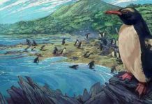 Newly-described fossils reveal an ancient origin for New Zealand penguins The dawn crested penguin Eudyptes atatu in New Zealand, three million years ago. Image by Simone Giovanardi. Permission for use of the image for a press release is granted by the artist. Credit: Massey University