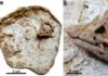 Newly discovered rare dinosaur embryos show sauropods had rhino-like horns Sauropod Embryo. Credit: University of Manchester