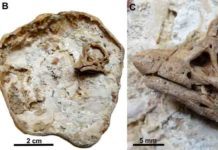 Newly discovered rare dinosaur embryos show sauropods had rhino-like horns Sauropod Embryo. Credit: University of Manchester