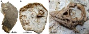 Sauropod Embryo. Credit: University of Manchester 