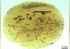 The oldest known sperm cells Ostracod crustaceans were entrapped in this tiny piece of Cretaceous amber found in Myanmar.
