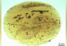 The oldest known sperm cells Ostracod crustaceans were entrapped in this tiny piece of Cretaceous amber found in Myanmar.