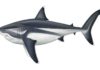 True size of prehistoric mega-shark finally revealed Palaeoartist reconstruction of a 16 m adult Megalodon. Credit: Reconstruction by Oliver E. Demuth