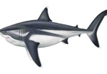 Palaeoartist reconstruction of a 16 m adult Megalodon. Credit: Reconstruction by Oliver E. Demuth