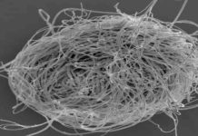 World’s Oldest Animal Sperm Trapped in Amber A bundle of giant sperm of the present-day ostracod crustacean Cyclocypris serena. Photo credit: R. Matzke-Karasz.