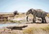 A crocodile next to a mastodon of the genus Anancus and primitive horses of the genus Hipparion in a similar environment to what could have been Valencia six million years ago. Credit: José Antonio Peñas (SINC)