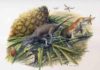 Ancient tiny teeth reveal first mammals lived more like reptiles Reconstruction of Morganucodon (left) and Kuehneotherium (right) hunting in Early Jurassic Wales 200 million years ago. Credit: Original painting by John Sibbick, 2013. Copyright: Pam Gill