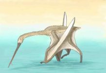 Beak bone reveals pterosaur like no other An artist's impression of Leptostomia begaaensis Credit: Megan Jacobs, University of Portsmouth