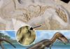 Carnivorous dinosaur had crocodile-like senses Fossil and life reconstruction of Juravenator, a small carnivorous dinosaur from the Jurassic of Germany. The arrow points to the sensory organ, which are found on polygonal scales covering the lower part of the tail. Credit: Jake Baardse.