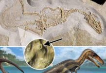Carnivorous dinosaur had crocodile-like senses Fossil and life reconstruction of Juravenator, a small carnivorous dinosaur from the Jurassic of Germany. The arrow points to the sensory organ, which are found on polygonal scales covering the lower part of the tail. Credit: Jake Baardse.